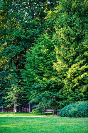 summer sun lit green forest park for relaxsation in natureの写真素材