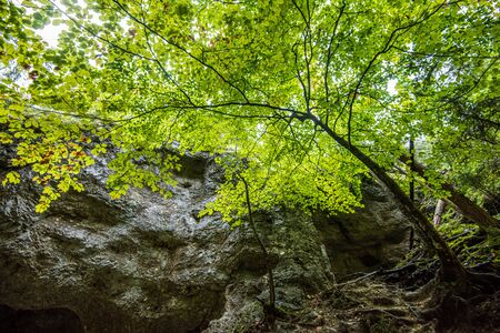 summer sun lit green forest park for relaxsation in natureの写真素材