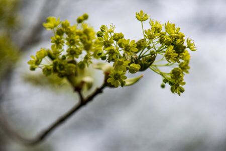 fresh green leaves with blur background in spring sunny dayの写真素材