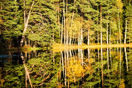 deep dark forest lake with reflections of trees and green foliage with shadows textured backgroundの写真素材
