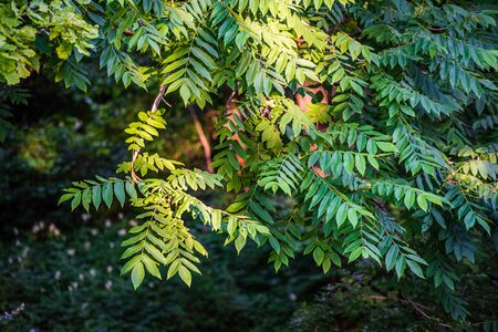summer sun lit green forest park for relaxsation in natureの写真素材