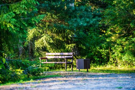 summer sun lit green forest park for relaxsation in natureの写真素材