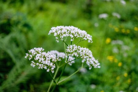 fresh green summer spring foliage textured background with blur grassの写真素材
