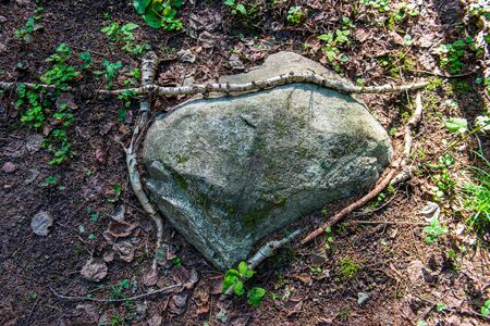 ground soil texture with tree roots and old vegetation leftovers. abstract backgroundの写真素材