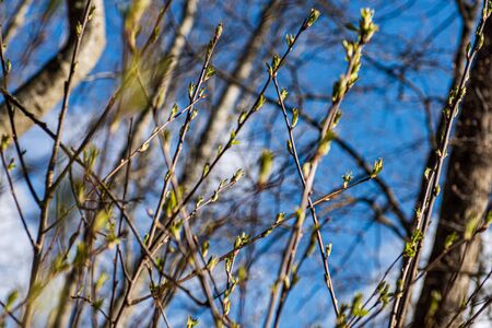 spring tree branches against blue sky in sunny day bloomingの写真素材