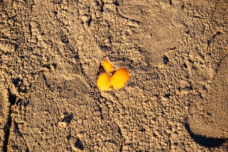 empty white sand beach with no people in summerの写真素材