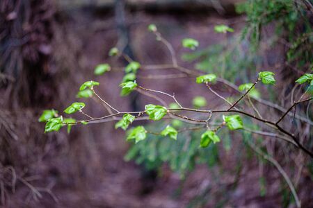 green foliage details with blur background. abstract textureの写真素材