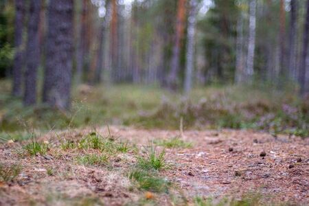 ground soil texture with tree roots and old vegetation leftovers. abstract backgroundの写真素材