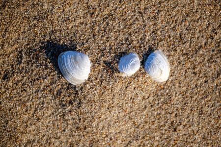 empty white sand beach with no people in summerの写真素材