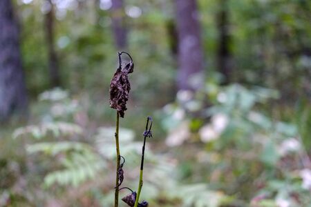 green foliage details with blur background. abstract textureの写真素材