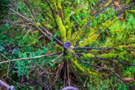 green foliage details with blur background. abstract textureの写真素材