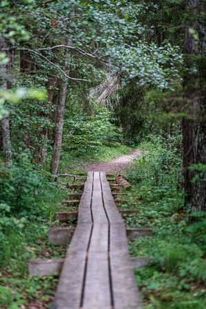 beautiful pathway in the green forest after the rain. summer fresh green foliage. destination natureの写真素材