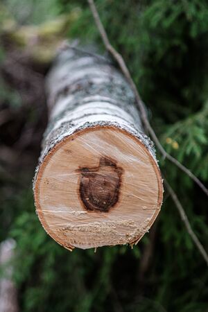saw cut tree trunk with year rings and saw dust in forestの写真素材