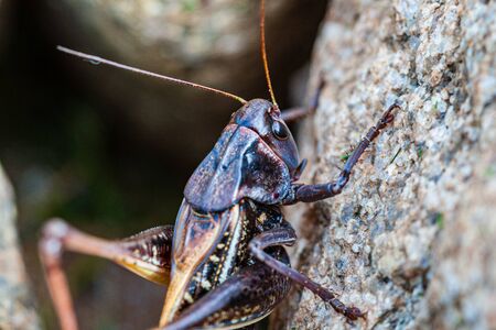 small insect in nature with emvironment details
