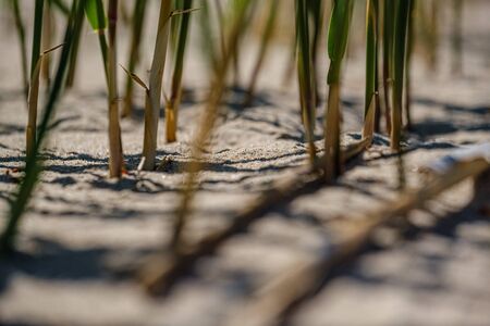 close up macro image of grass bents on sea beach white sand. nature detail abstract patternの写真素材