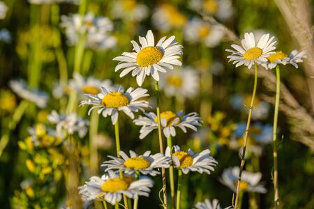 beautiful colorful summer meadow with flower texture on green background. daisies in full bloom in...