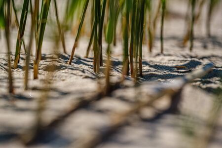 close up macro image of grass bents on sea beach white sand. nature detail abstract patternの写真素材
