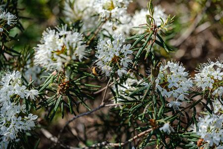 blooming flowers of wild marsh labrador in forest with blur background in summerの写真素材