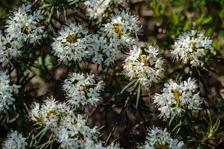 blooming flowers of wild marsh labrador in forest with blur background in summerの写真素材