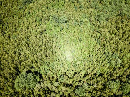 endless green forest from drone aerial image in summer. birds eye view texture