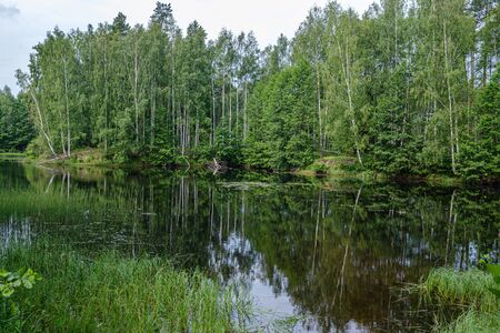 calm summer day evening by the forest lake in forest with blue water and clear sky and green foliage leaves on the treesの写真素材