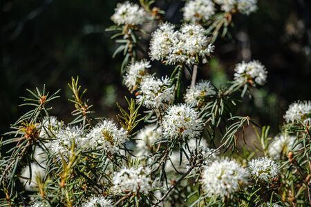 blooming flowers of wild marsh labrador in forest with blur background in summerの写真素材