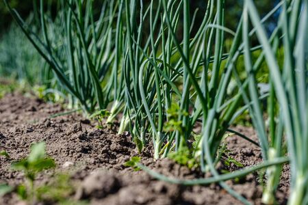 eco gardening, country garden with vegetables, onion, potatos and carrot growing in ecological environment, no pesticidesの写真素材