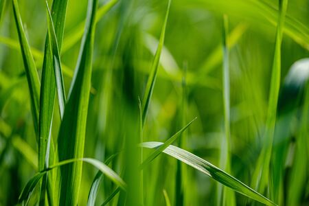 green grass in meadow pasture with blur effect. macro nature textured abstract background....