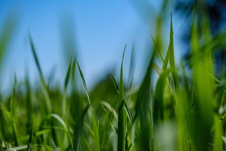 green grass in meadow pasture with blur effect. macro nature textured abstract background. ecological valueの写真素材