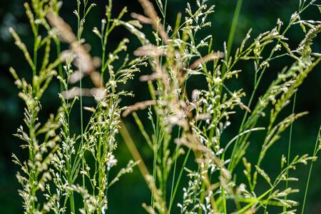 green grass in meadow pasture with blur effect. macro nature textured abstract background. ecological valueの写真素材