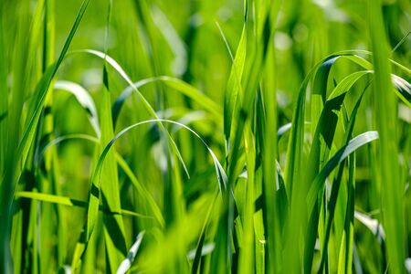 green grass in meadow pasture with blur effect. macro nature textured abstract background....