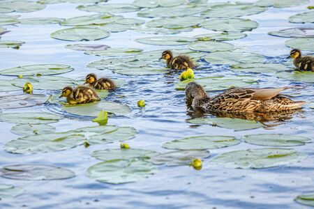 mother duck with small ducklings swimming in river lake water between water lilies in summerの写真素材