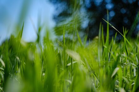 green grass in meadow pasture with blur effect. macro nature textured abstract background. ecological valueの写真素材