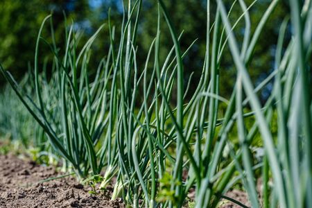 eco gardening, country garden with vegetables, onion, potatos and carrot growing in ecological environment, no pesticidesの写真素材