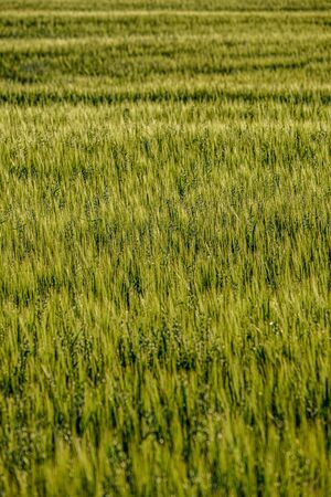 endless fields of crop ready for harvest in countryside. sunny summer eveningの写真素材