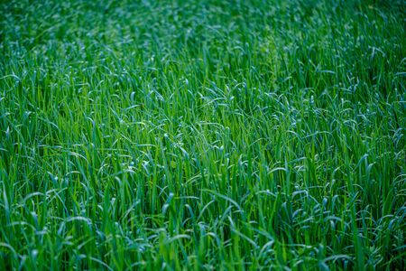 green foliage vegetation abstract texture from leaves and plants in summerの写真素材