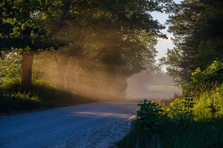 sun rays in summer evening on a country gravel road enclosed with large trees and dust in the air from car passingの写真素材