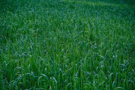 green foliage vegetation abstract texture from leaves and plants in summerの写真素材