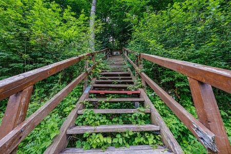 wooden plank footh path boardwalk in green foliage sourroundings in summer country. in perspectiveの写真素材