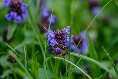 colorful summer small flowers on green blur background in sunny day meadow