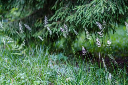summer forest lush with green folaige vegetation, tree branches and leaves in summer sunの写真素材