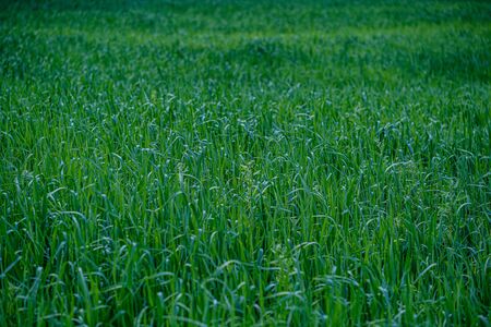 green foliage vegetation abstract texture from leaves and plants in summerの写真素材