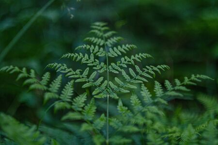 fresh green fern leaves on green background in forest. abstract texture