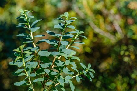 green leaves on blur background. vegetation foliage abstract textureの写真素材