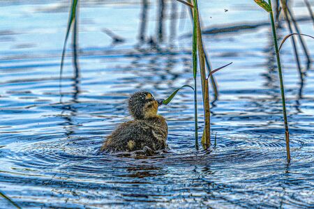 mother duck with small ducklings swimming in river lake water between water lilies in summerの写真素材