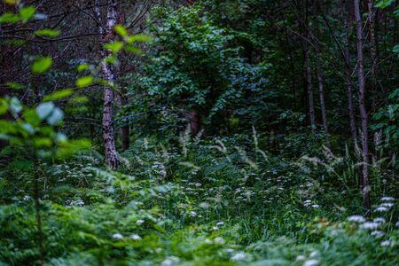 summer forest lush with green folaige vegetation, tree branches and leaves in summer sunの写真素材