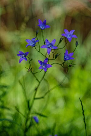 colorful summer small flowers on green blur background in sunny day meadow