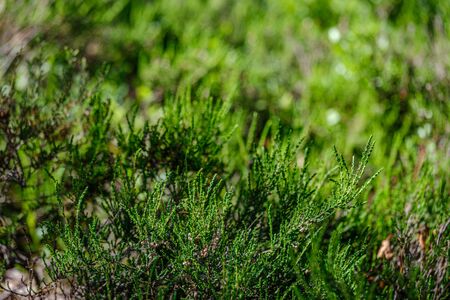 grass and leaf texture in summer green nature. blur background