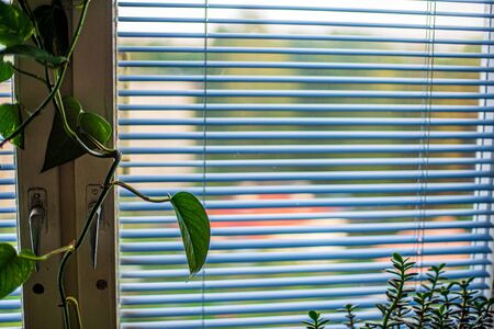 apartment windows against blye sky and dirty glass with flowers on the sillの写真素材