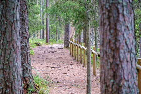 wooden fance in countryside nature trail in summerの写真素材